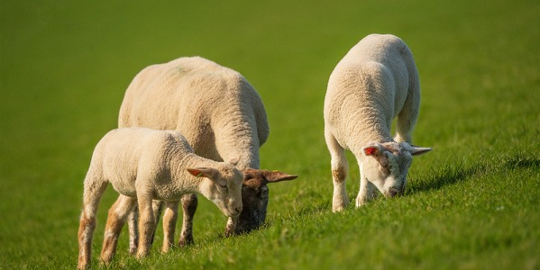 5 mituri despre lână