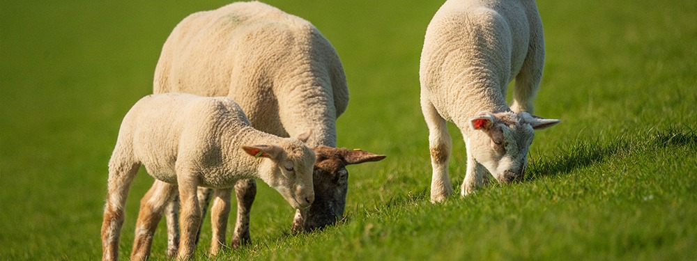 5 mituri despre lână